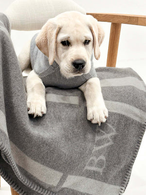 Cashmere grey dog hoodie front view