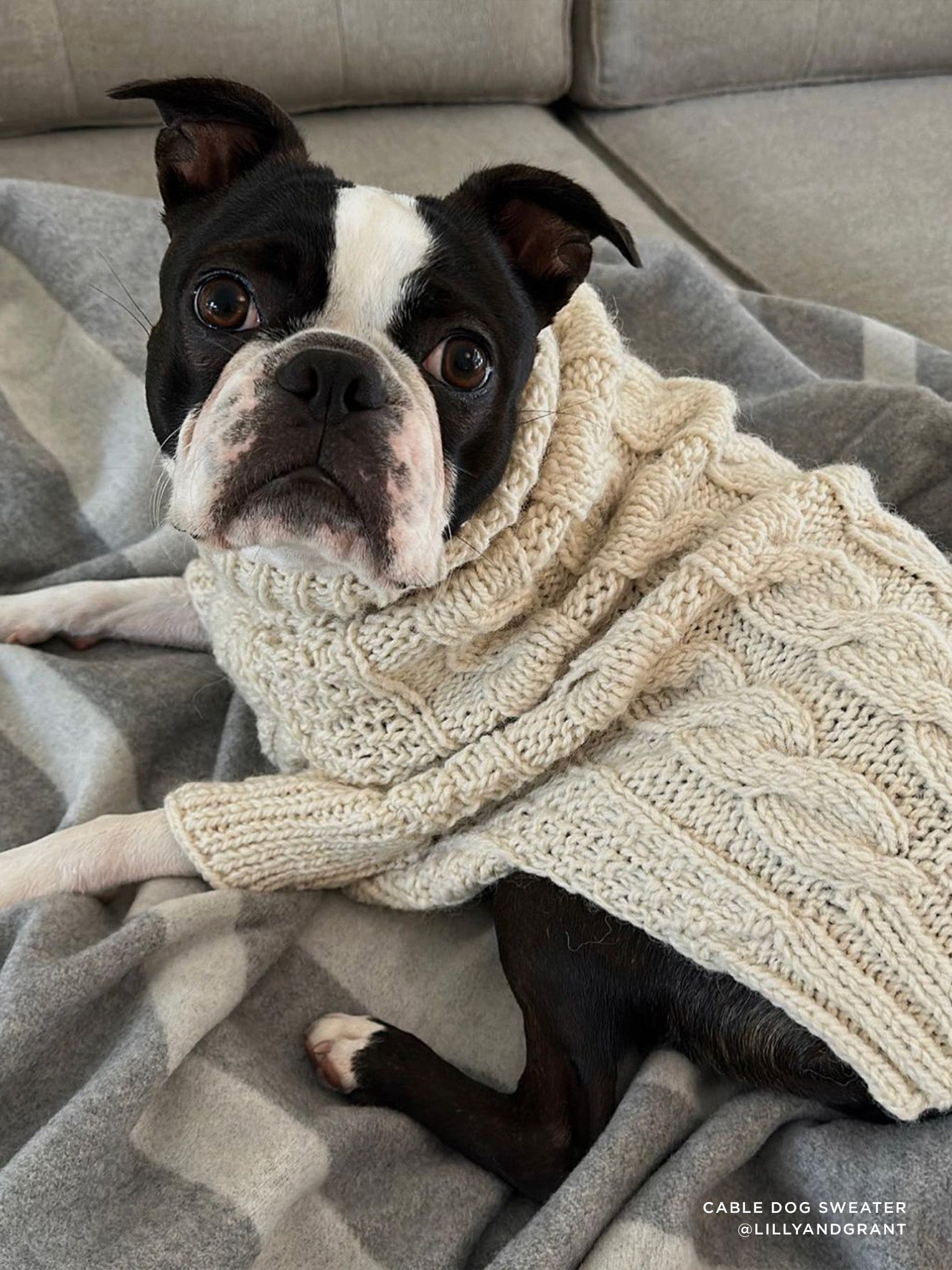 Dog deals blanket sweater